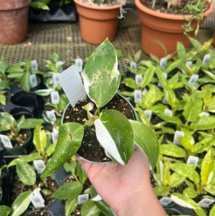 Philodendron White Princess Starter Plant - Bareroot 5–8" Tall