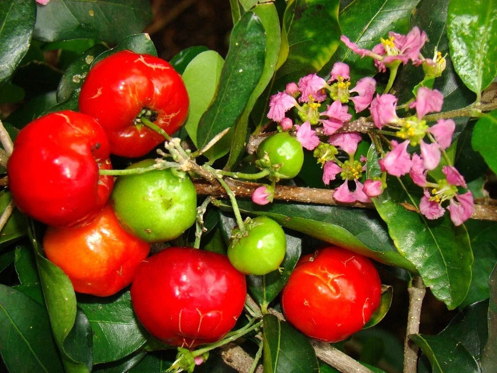 Barbados Cherry Seeds - 10 Seeds - Malpighia Emarginata - Sweet Exotic Tropical Fruit
