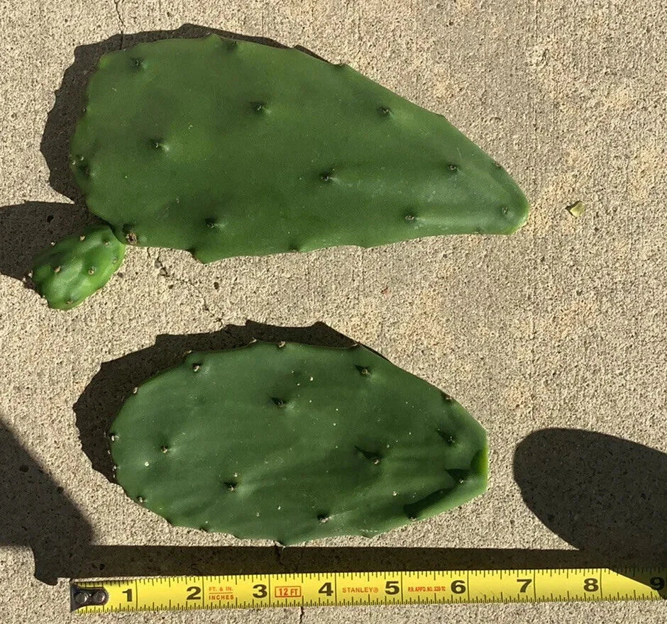 7 Edible Prickly Pear Cactus Pads (Opuntia Ficus-Indica) Spineless | Fresh Nopales for Cooking or Planting