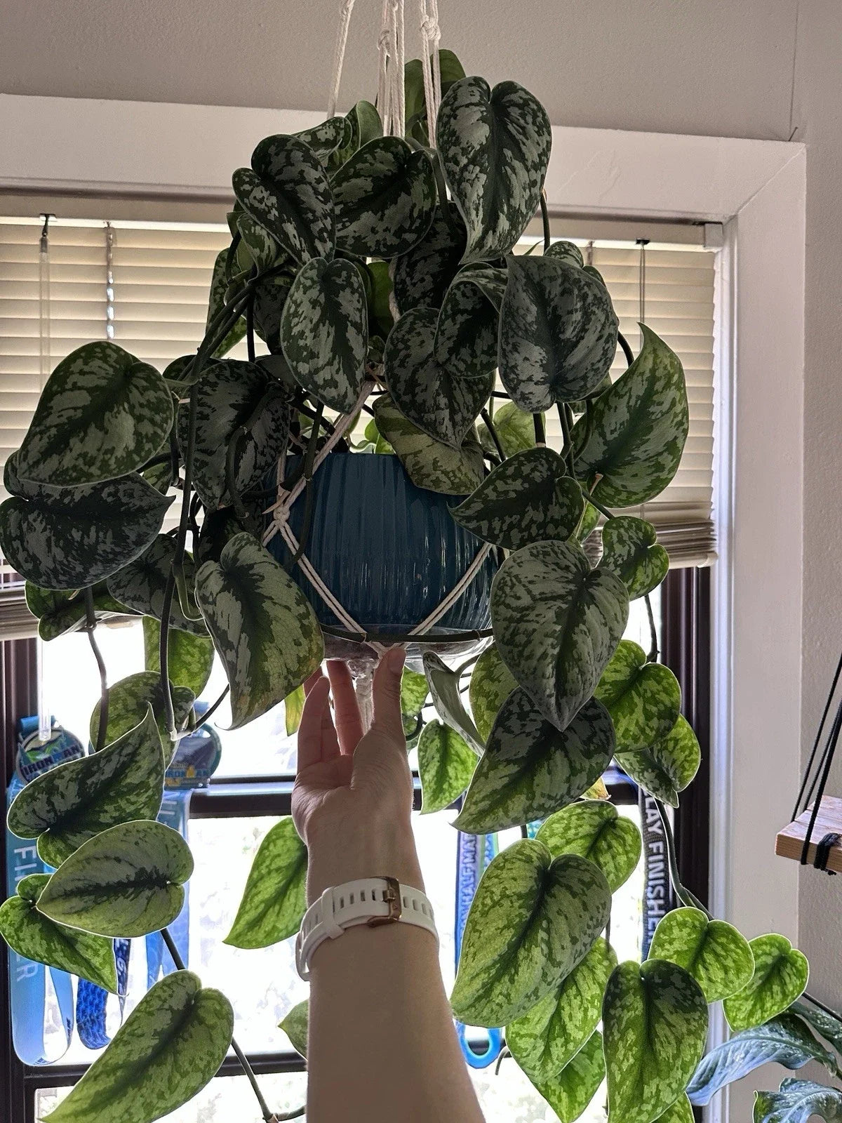 Scindapsus Pictus Exotica Silver - Rooted Cuttings - Elegant Indoor Plant - Easy Care Houseplant