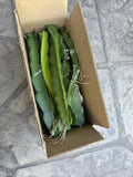 Organic Dragon Fruit Cuttings 8-12 Inches Long - Hylocereus Undatus - Perfect for Planting and Growing Your Own Cactus Fruit