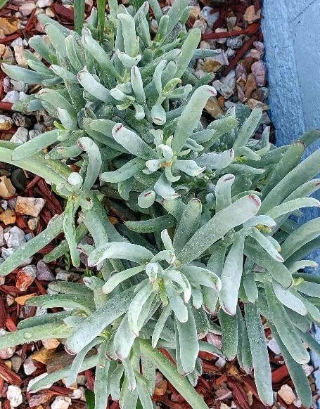 Cactus Cutting - #11 Variety - Succulent Plant Cutting - Ideal for Propagation and Home Decor - Cactaceae
