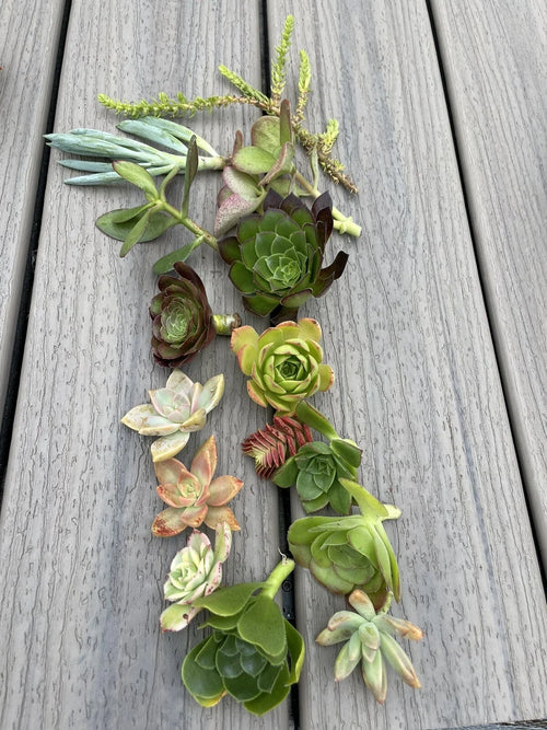 15 Assorted Succulent Cuttings - 15 Varieties - Ideal for Planting, Arranging, and Crafting - Perfect for Home Decor