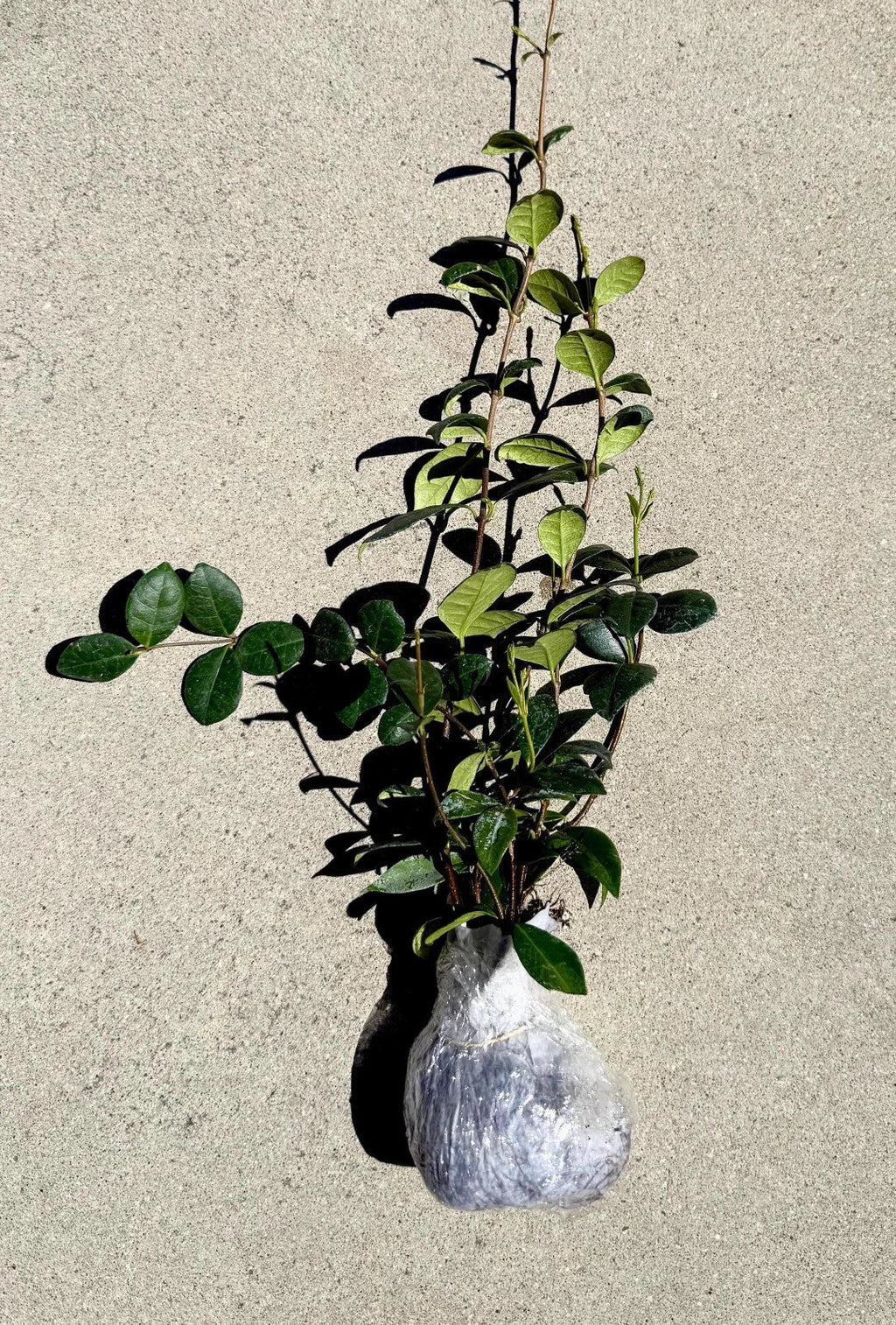 Star Jasmine Plant Trachelospermum jasminoides - 1 Rooted Stem Live Vine