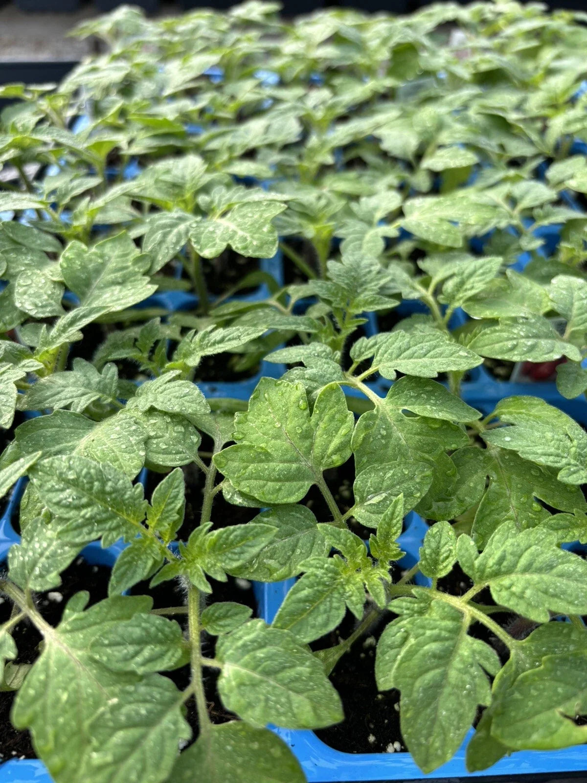 Old German Tomato Live Plants (Solanum lycopersicum) - 2 Starter Plants, 6–10"