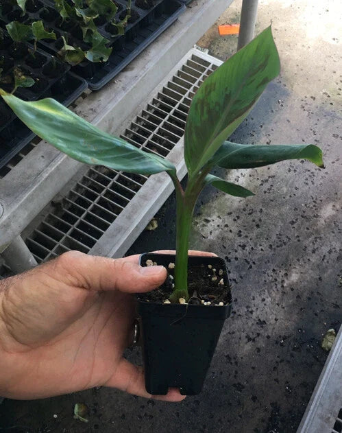 Goldfinger Dwarf Banana Plant (FHIA-01) – Live Starter Plant, 6–8 ft, Cold & Disease Resistant