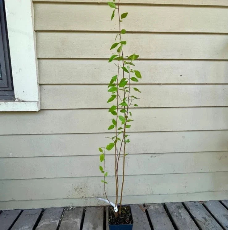 River Birch Live Tree 12–18" Bareroot Betula nigra | Zones 4–9