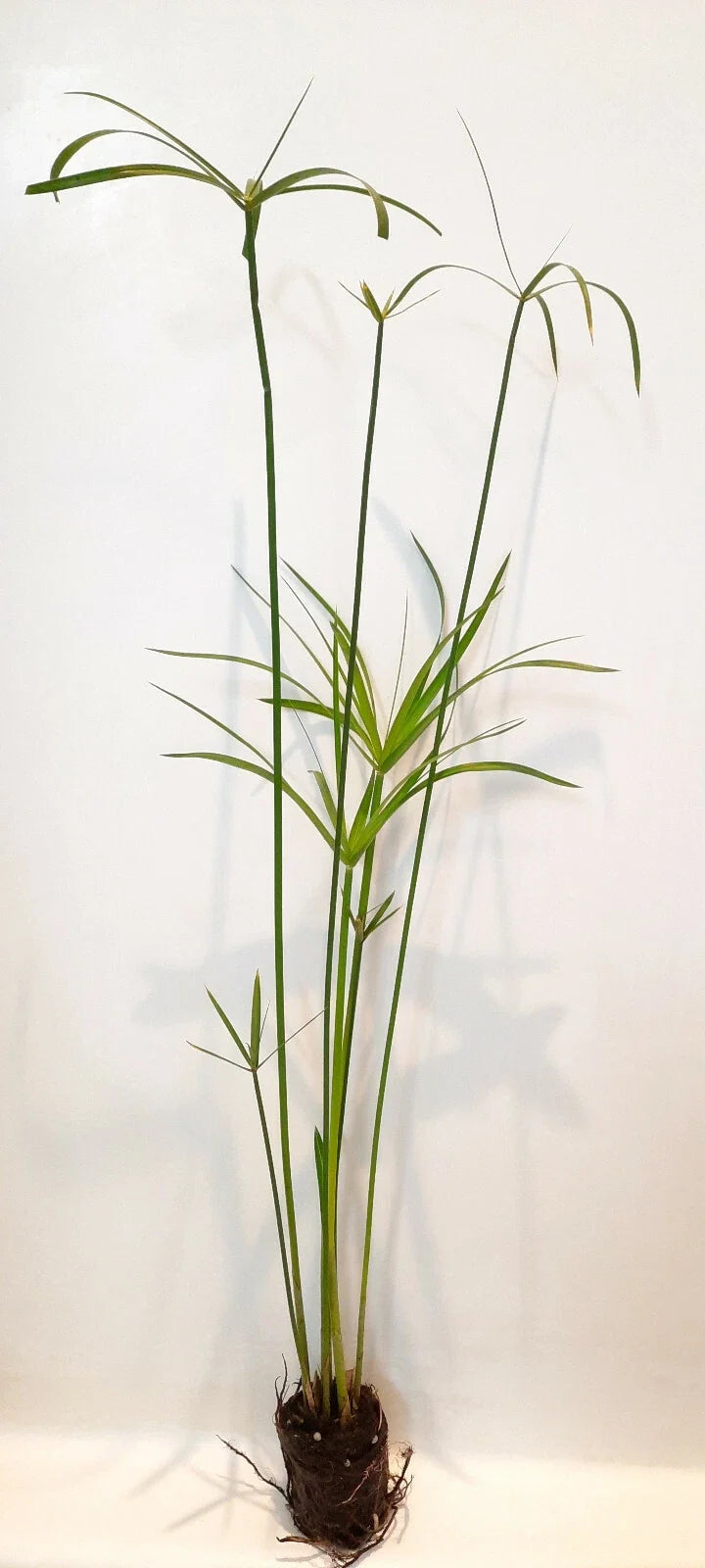 Live Dwarf Umbrella Palm (Cyperus alternifolius gracilis) Bareroot - Marginal Pond Plant