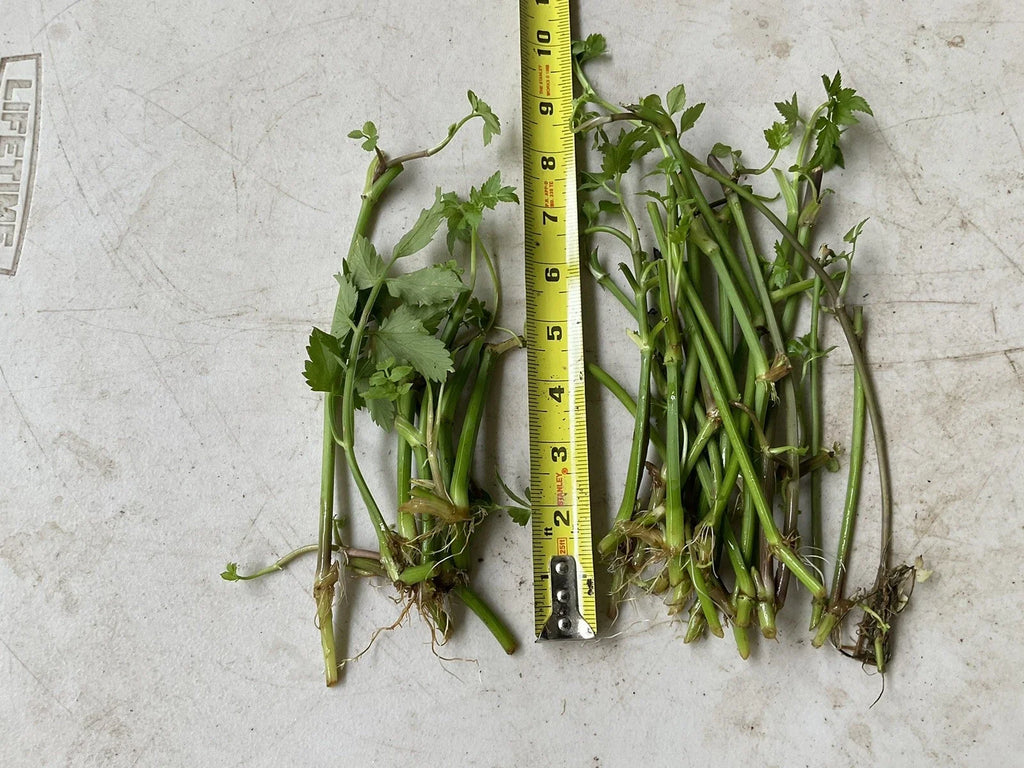 Oenanthe javanica Bare Root Minari Water Dropwort - 20 Plants, No Leaves