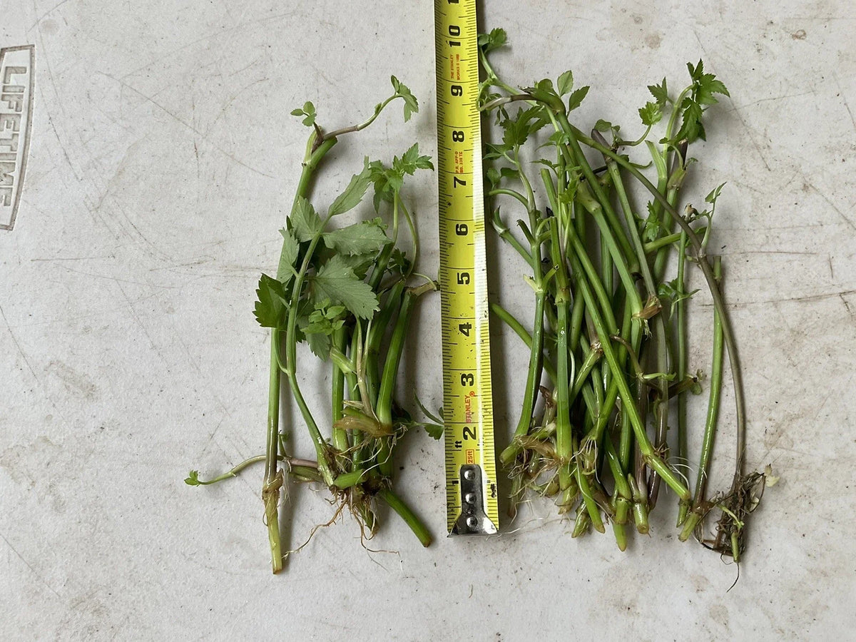 Oenanthe javanica Bare Root Minari Water Dropwort - 20 Plants, No Leaves