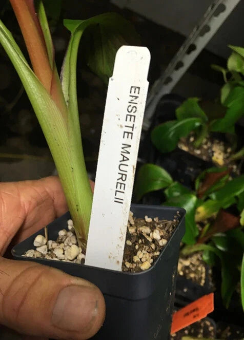 Ensete maurelii Red Abyssinian Banana Plant | Live Ornamental Banana, Cold Hardy Zone 8+