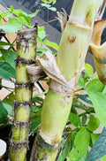 Green Sugarcane Cuttings – 2 Fresh Ready-to-Plant Organic Sugarcane Starts
