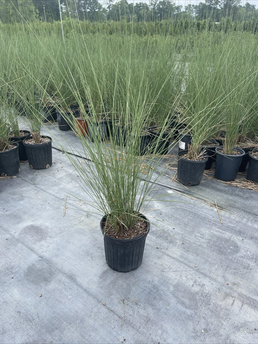 White Cloud Muhly Grass – Muhlenbergia capillaris, Mature 6" Pot