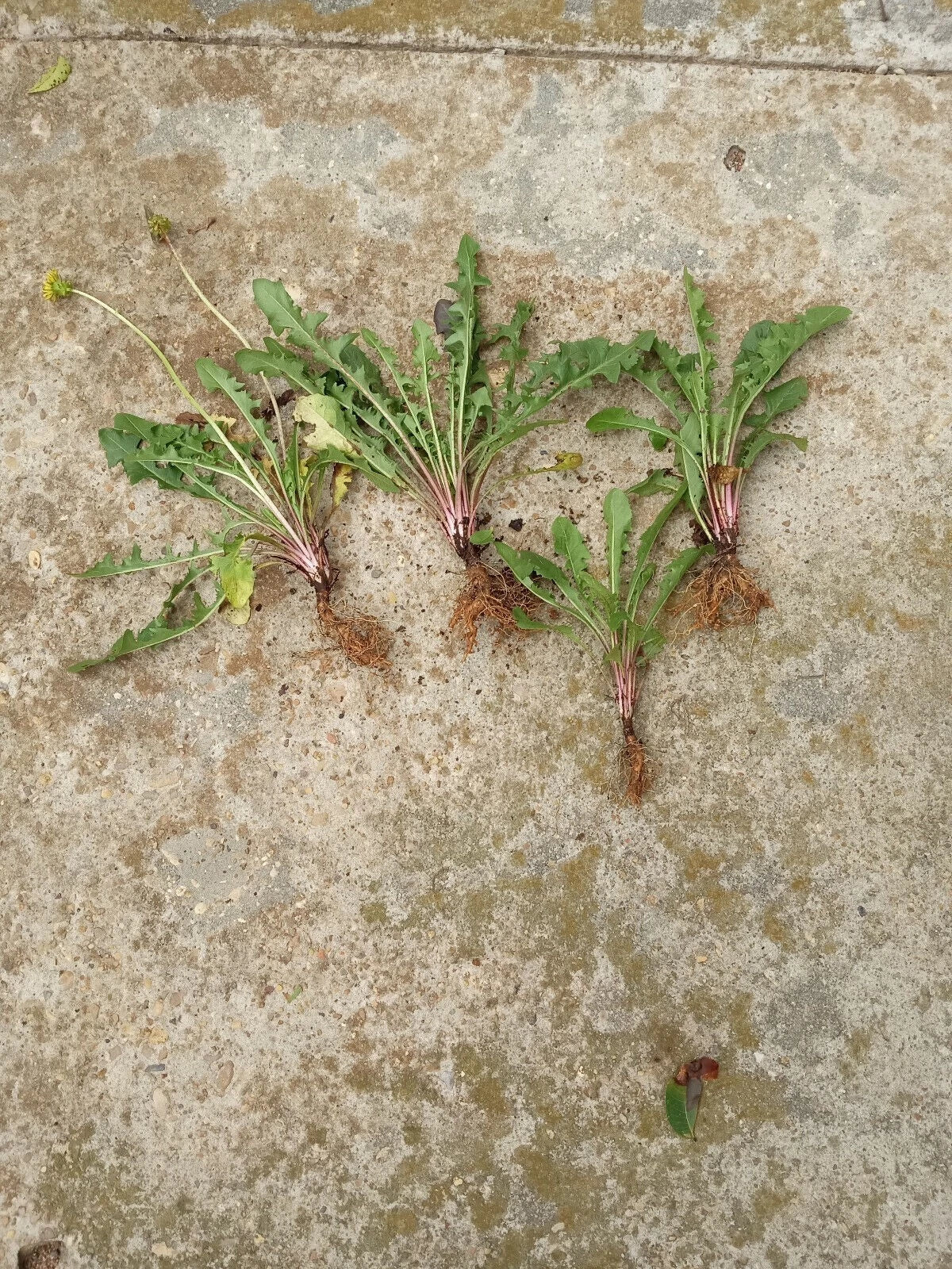 Dandelion Plants Bare Root (Taraxacum officinale) - 10 Pack, Wild Organic Non-GMO Heirloom