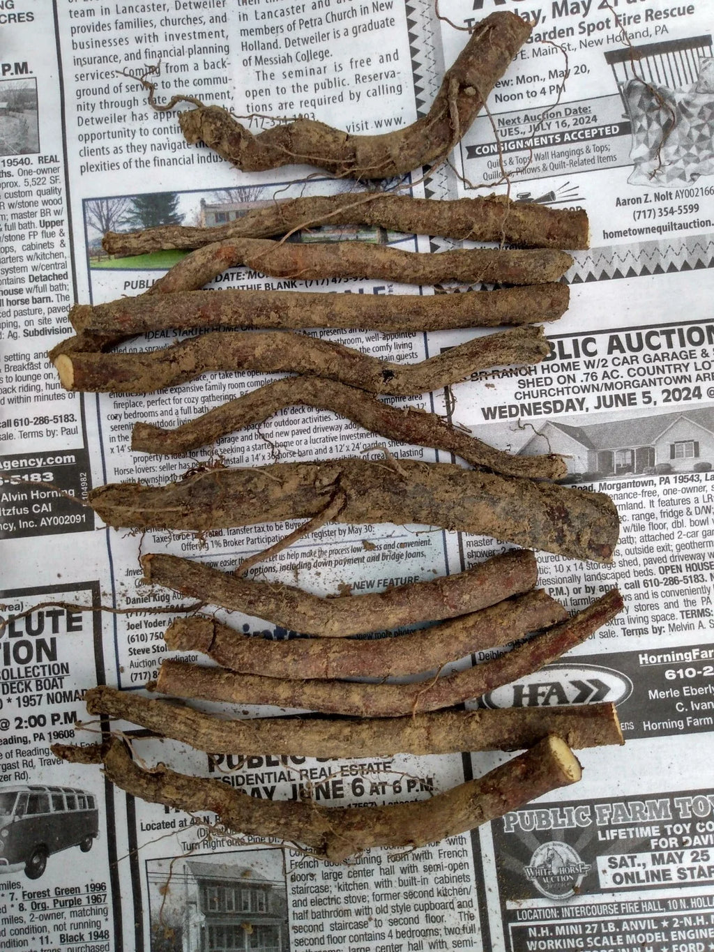 12 Bocking #4 Comfrey Root Cuttings (3") – Sterile Perennial Medicinal Herb, Bare Root