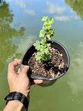 Black Velvet Gooseberry Starter Plant - Well Rooted - Superfood Berry - Ribes nigrum - Hardy in Zones 3-8