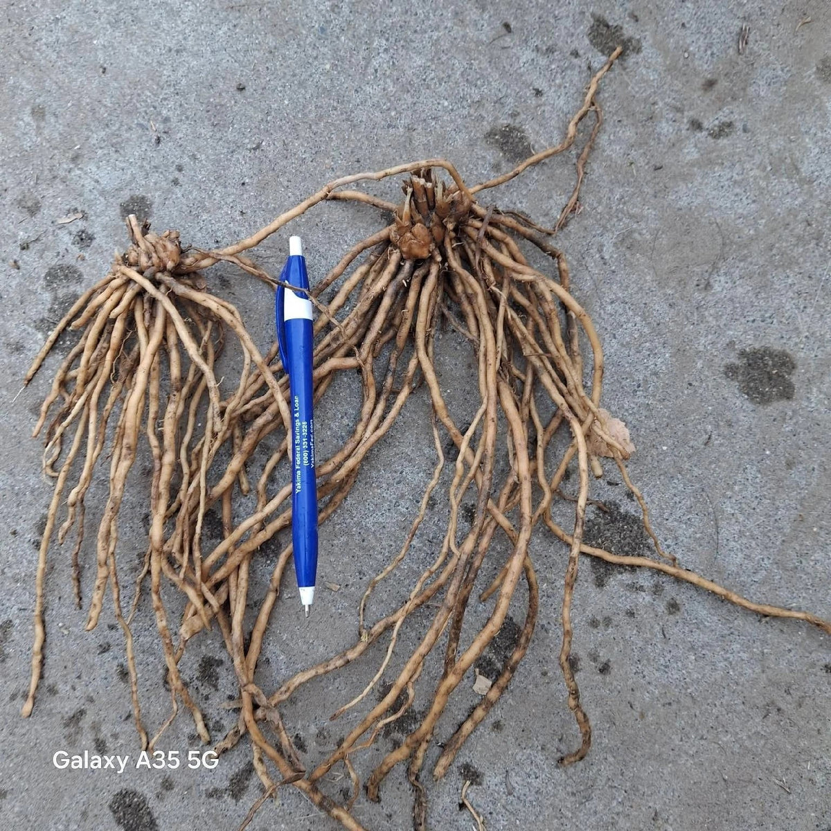 25 Asparagus Roots - Mary Washington Variety - Asparagus Crowns - Perfect for Home Gardening - Asparagus officinalis
