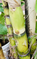 Green Sugarcane Cutting - 1+1 PCS Fresh Juicy Live Plant - Ready to Plant (Saccharum officinarum)