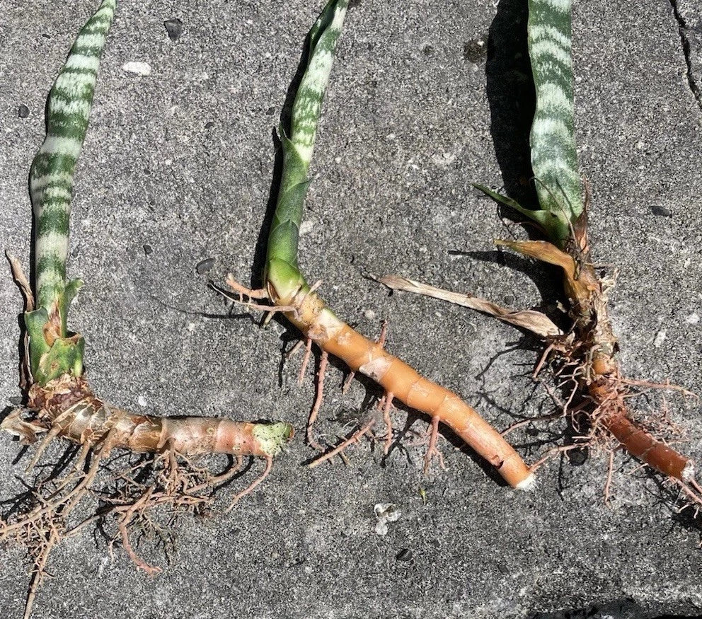 3 Rooted Sansevieria Zeylanica – Mother-in-Law’s Tongue (Snake Plant) in Hawaii Volcanic Soil