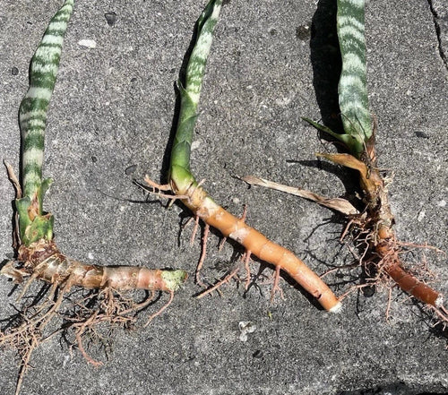 3 Rooted Sansevieria Zeylanica – Mother-in-Law’s Tongue (Snake Plant) in Hawaii Volcanic Soil