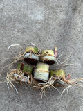 Rooted Sugarcane Cuttings - 5pcs Sweet Juicy Tropical Plant - Ready to Grow - Saccharum officinarum