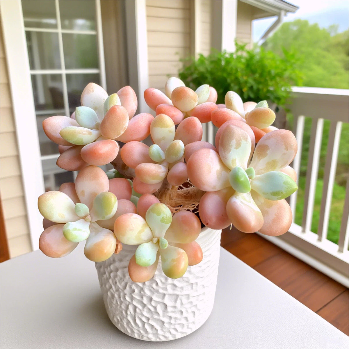 Rare Succulent Plants 3" Bare Root | Easy-Care Echeveria & Indoor Succulents