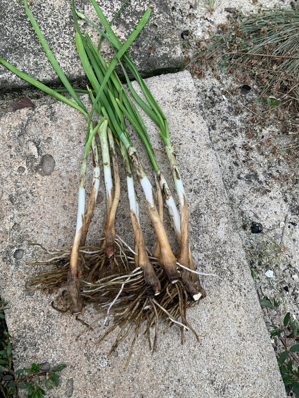 Garlic Chives Live Plants - 50 Bare Root Allium Tuberosum (Non-GMO, Organic) Perennial
