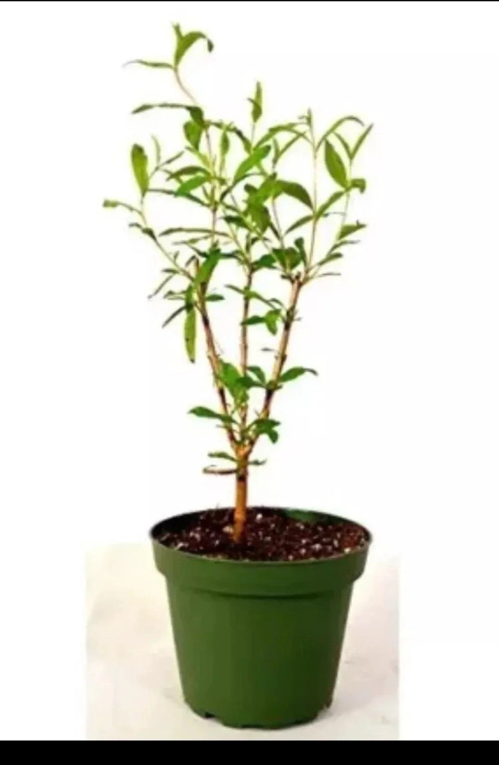 Cold Hardy Pomegranate R26 Afganski – Mature 1 Gallon Pot, Edible Red Fruit, Zones 6–10
