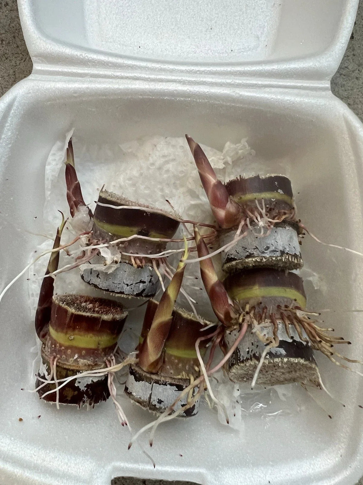 Dark Purple Sugarcane Cuttings - 5 Rooted Live Starts | Sweet Flavor, Organic, Full Sun