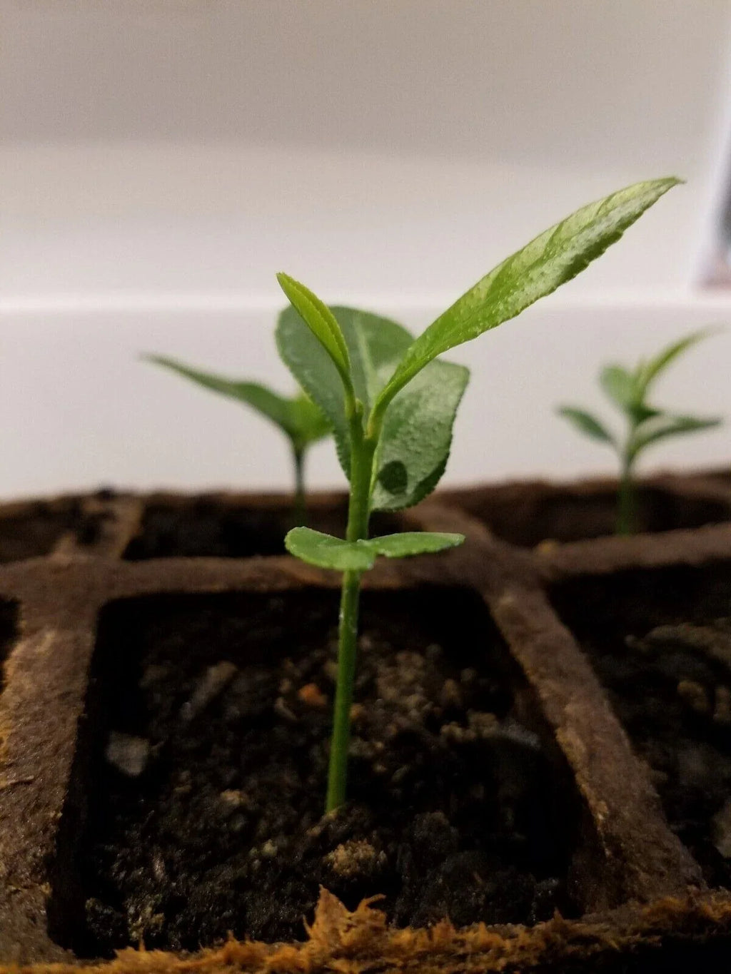 Meyer Lemon Tree Bare Root Starter (5") - Organic, Non-GMO Citrus × meyeri