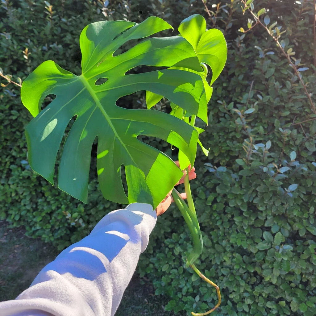 Monstera deliciosa Large Rooted Cutting | Swiss Cheese Plant - Mature Split-Leaf Philodendron