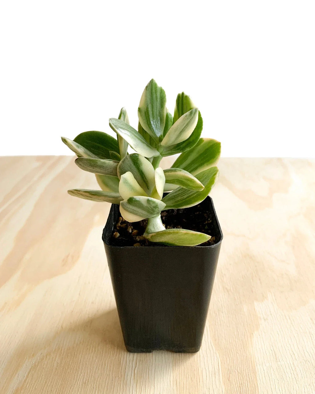 Variegated Jade Plant (Crassula ovata) Live Succulent in 2.5" Pot