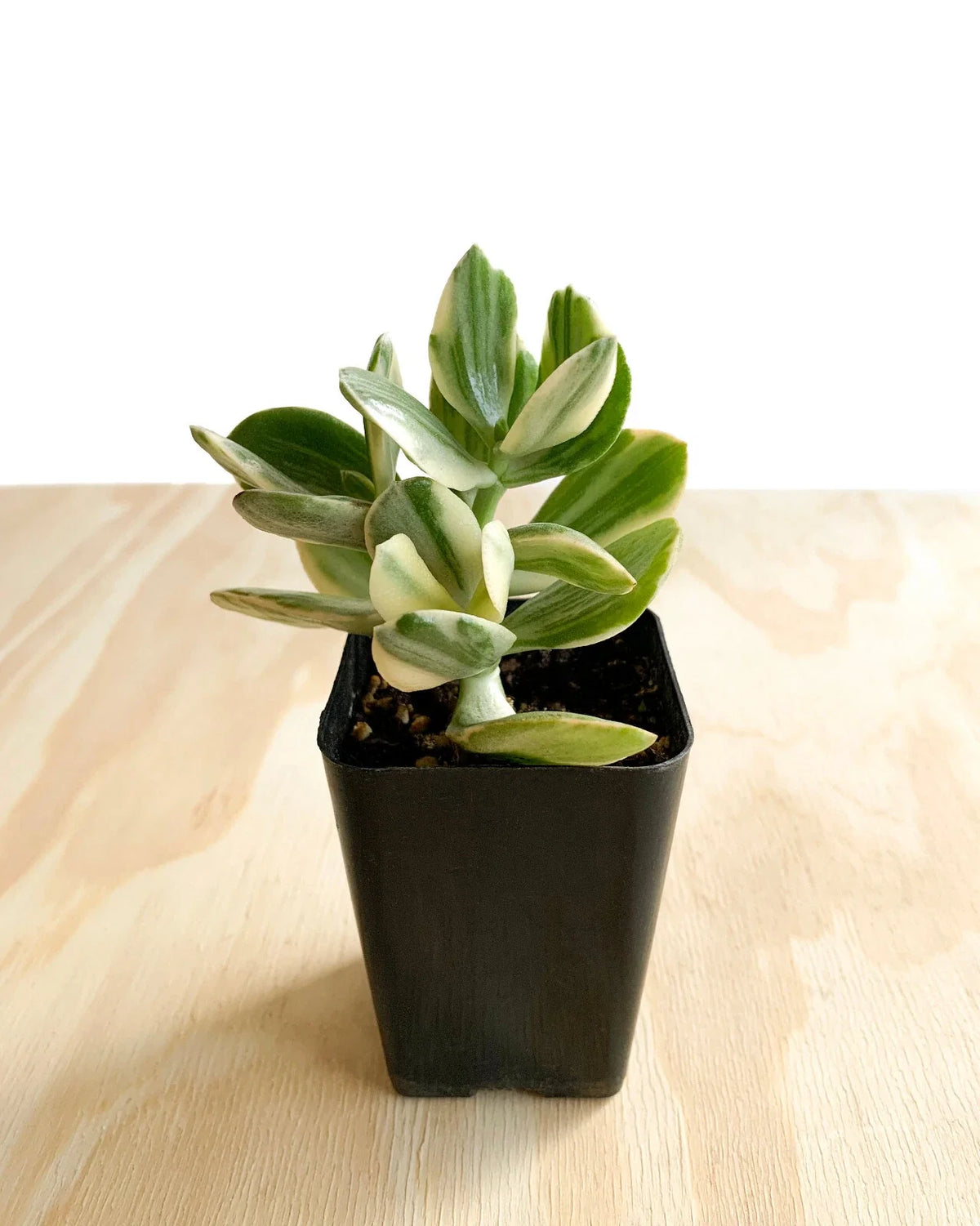 Variegated Jade Plant (Crassula ovata) Live Succulent in 2.5" Pot