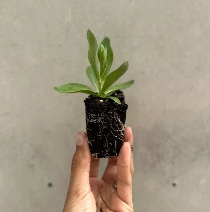Lisianthus Lilac Shade Live Bareroot Plant - Eustoma grandiflorum 2–5” tall for Zones 8–10