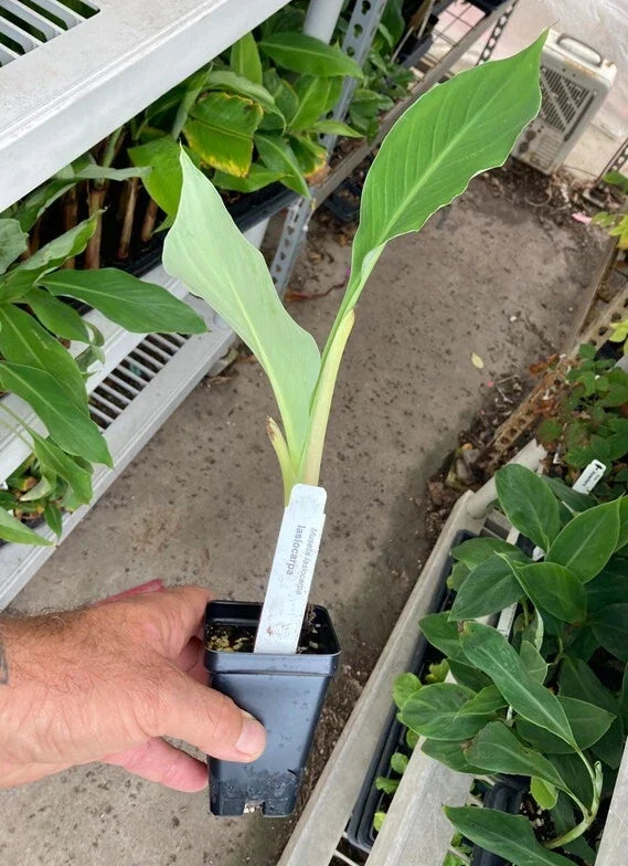 Chinese Dwarf Banana (Musella lasiocarpa) - Golden Lotus Banana Live Starter Plant, Cold Hardy