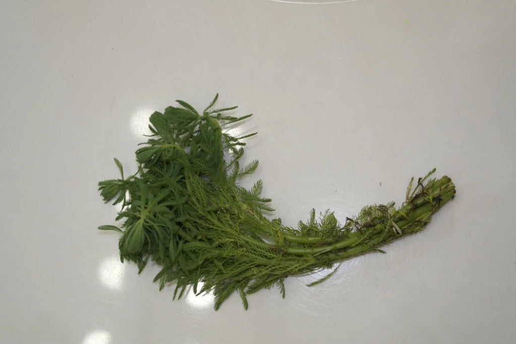 Live Parrot’s Feather Plant Myriophyllum aquaticum – Bareroot Floating Aquatic Pond Plant