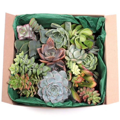 12 Large Live Succulent & Cactus Cuttings - Assorted Types for Garden - Perfect Starter Plants for Home Decor