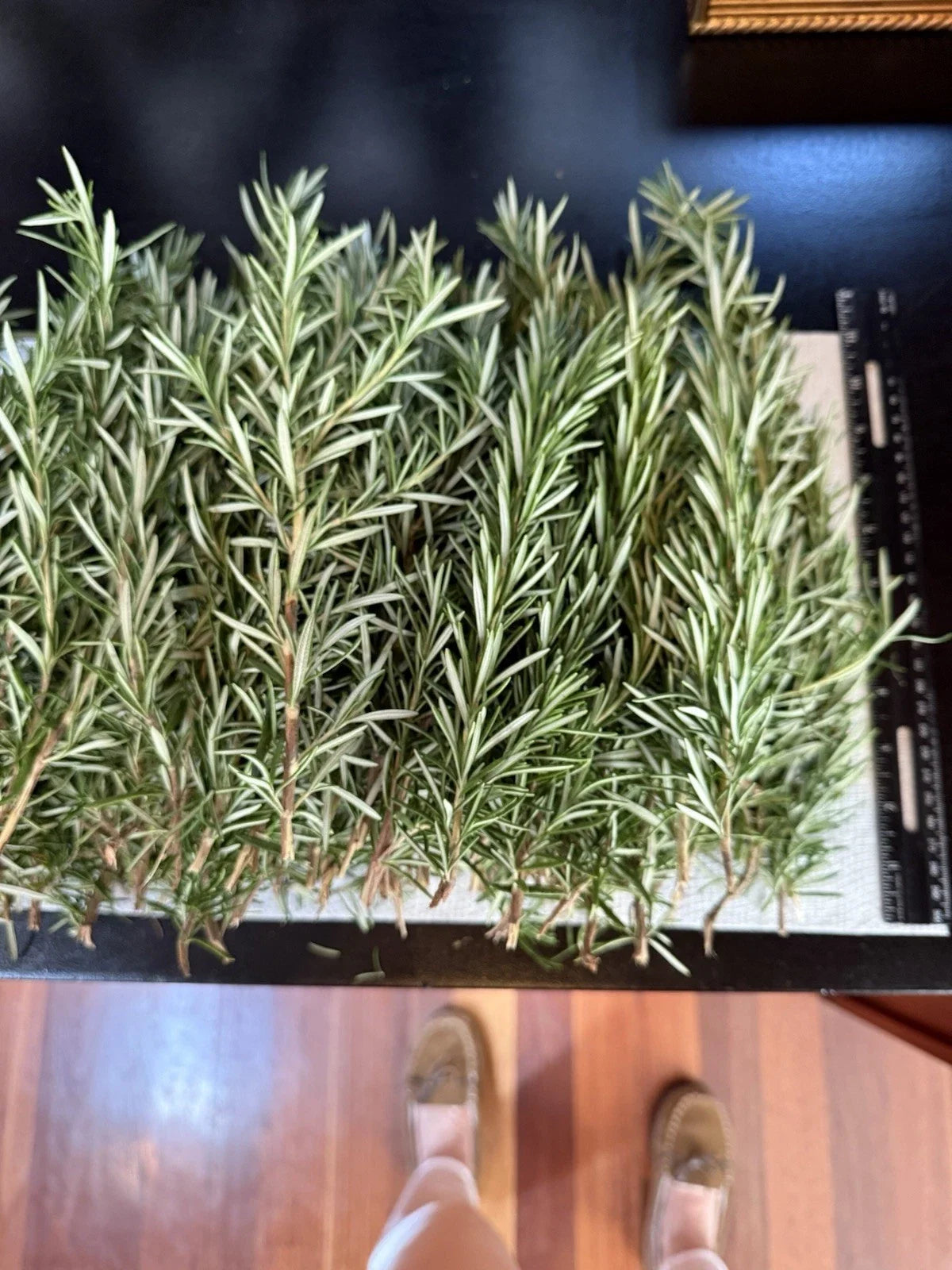 10 Fresh Organic Rosemary Stems - Culinary Herb Cuttings - Rosmarinus officinalis