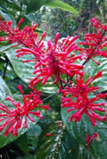 Red Firespike Cuttings 6 Organic Plant Gift for Butterfly Hummingbird Garden, Odontonema callistachyum