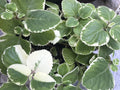 Variegated & Green Cuban Oregano Plant Cuttings - 6 Plectranthus Thyme Cuttings for Gardening or Culinary Use