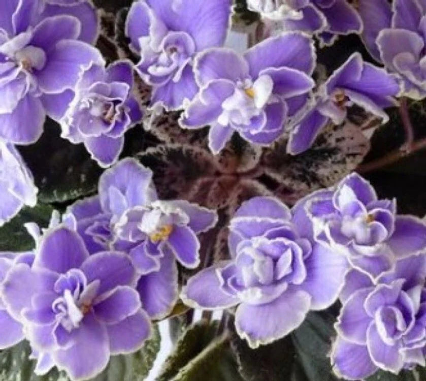 African Violet Leaves - 2 Pack - *Sansoucy Coco* - Perfect for Propagation or Planting - Gesneriaceae Family