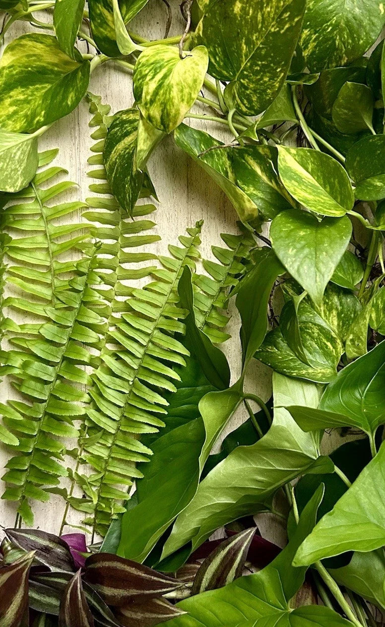 20 Live Rooted Plant Cuttings - Pothos, Wandering Jew, Arrowhead Vine, Ferns - Fresh Healthy Cuttings for Easy Planting