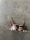 Dark Purple Sugarcane Cuttings – 2 Rooted Live Starter Plants for Juicing & Edible Gardens