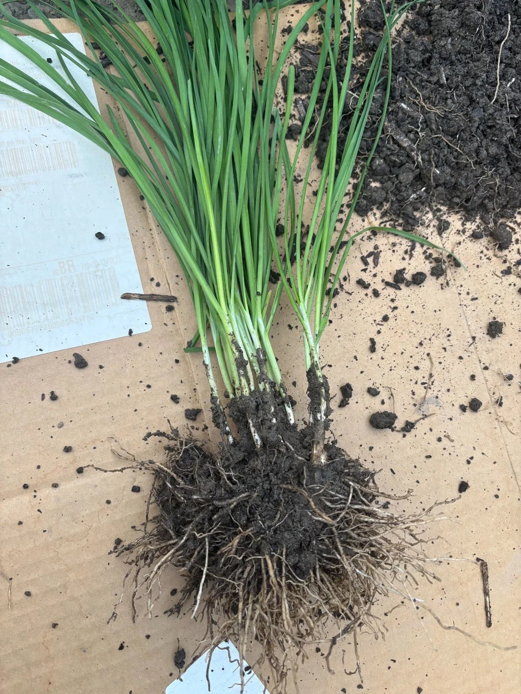 Garlic Chives Plants - 100 Live Bare Root Allium tuberosum | Perennial, Non-GMO