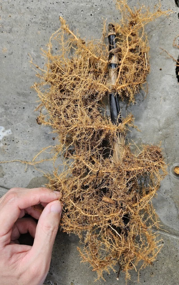 Black Bamboo Rhizomes Phyllostachys nigra Bare Root – Fast Growing Cold Hardy Privacy Screen