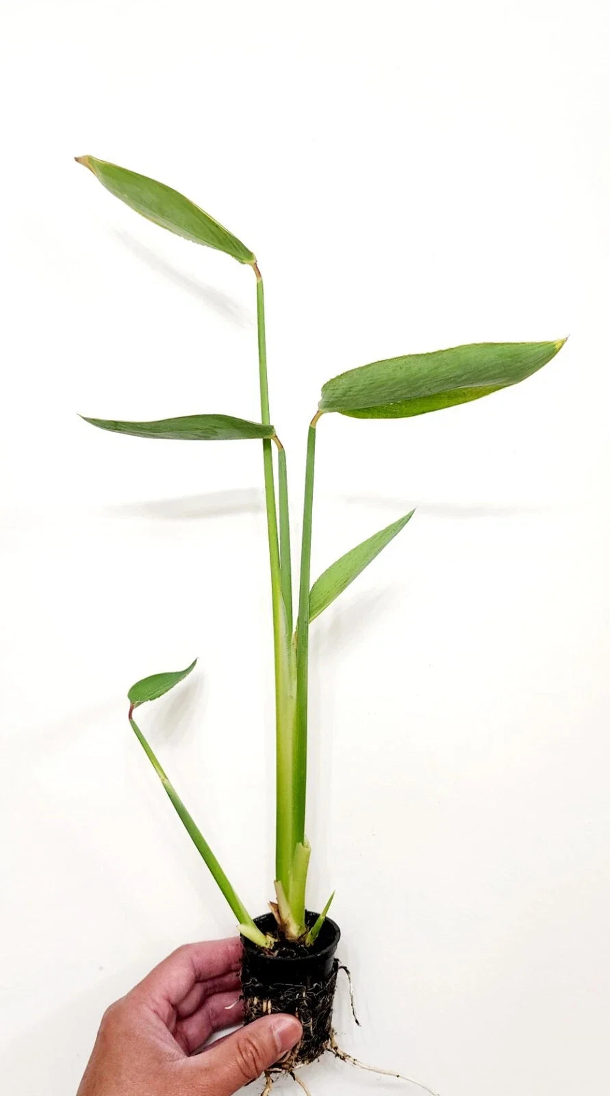 Thalia dealbata (Hardy Water Canna) Bareroot Live Plant - Cold-Hardy Water Margin