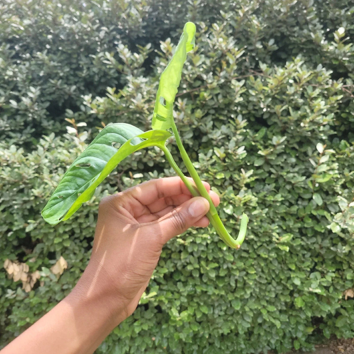 Monstera Deliciosa Rooted Cutting – Swiss Cheese Plant with Established Roots