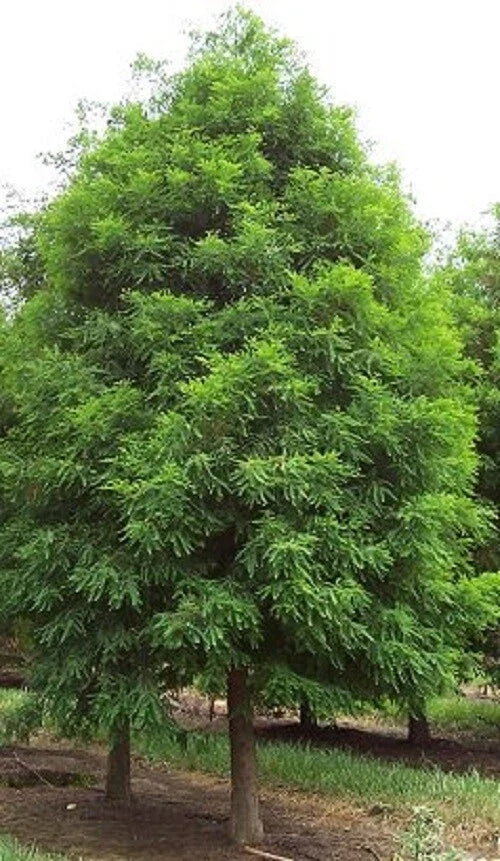 Bald Cypress Tree - Live Plant - 1 QT - Taxodium distichum - Deciduous Conifer for Gardens & Landscapes