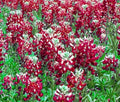 Texas Bluebonnet Seeds - 100 Bulk Maroon Red Seeds - Lupinus texensis - Wildflower Garden Planting