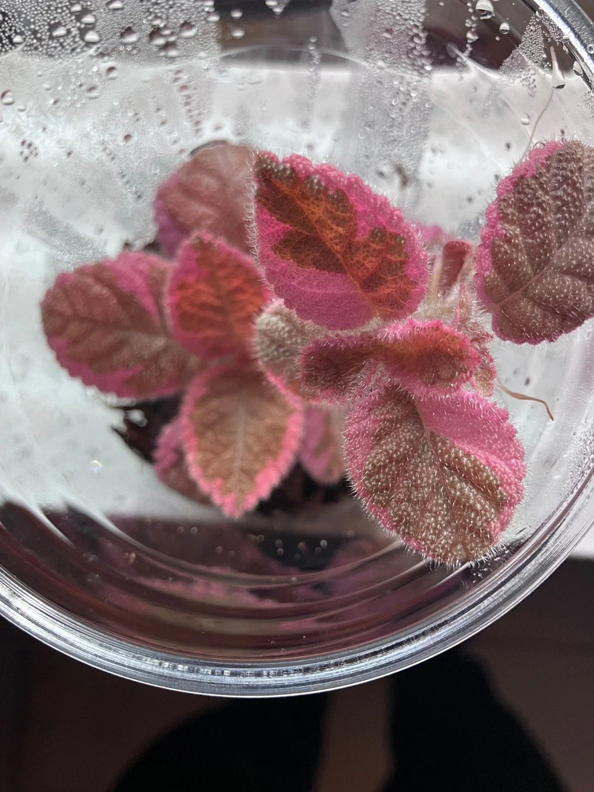 Episcia Pink Smoke Flame Violet Variegated Bareroot Starter Plant